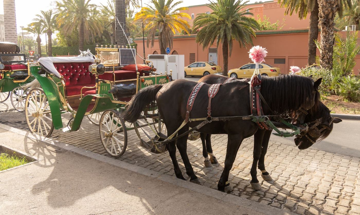 Horse-drawn carriage arrival in Morocco