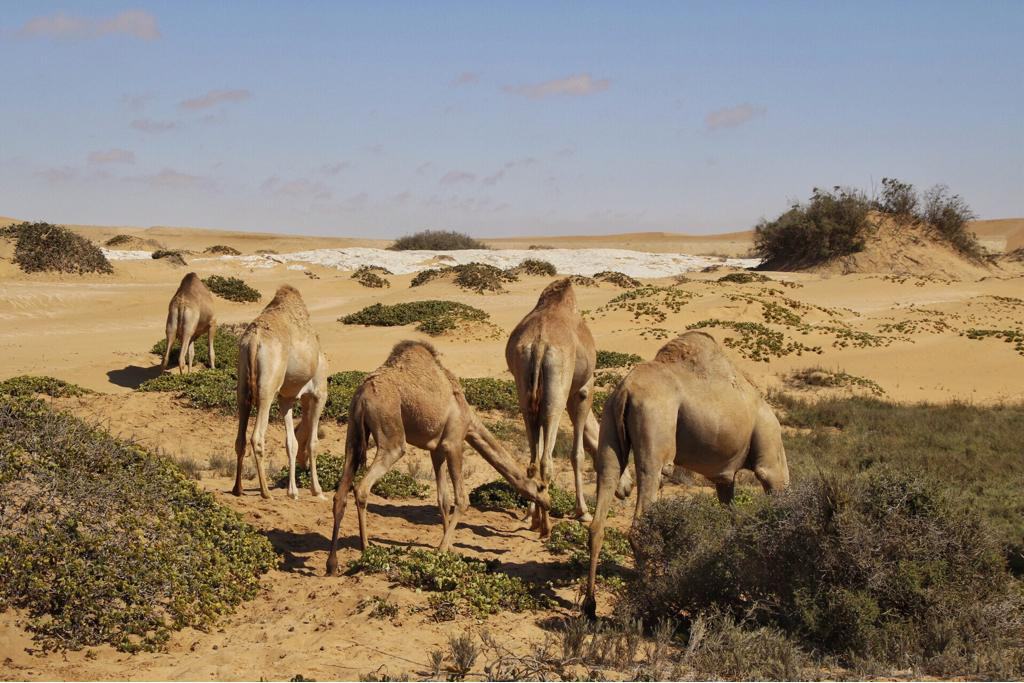 Desert camel experience in Namibia