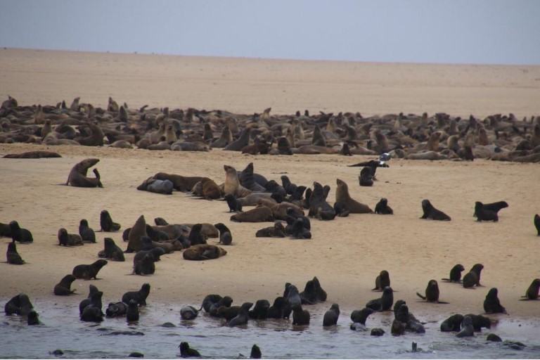 Seal colony experience in Namibia