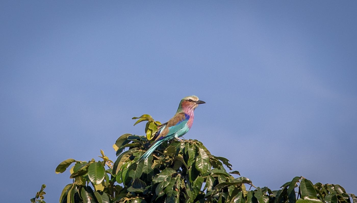 Chobe birdlife in Zambia